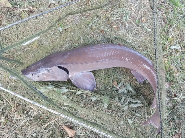 Stör