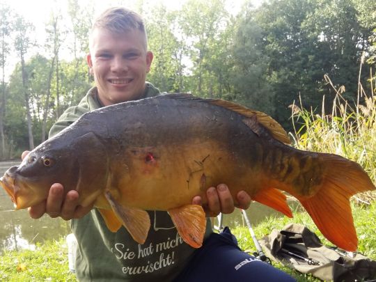 Karpfen