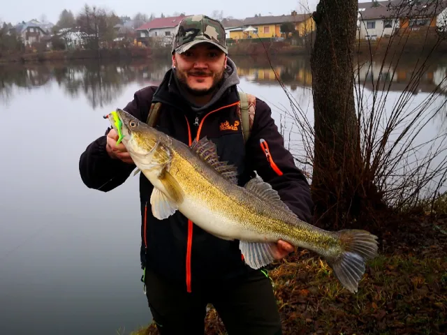 Zander