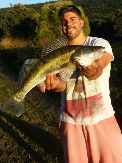 Zander