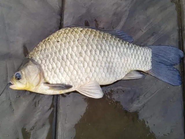 Karausche