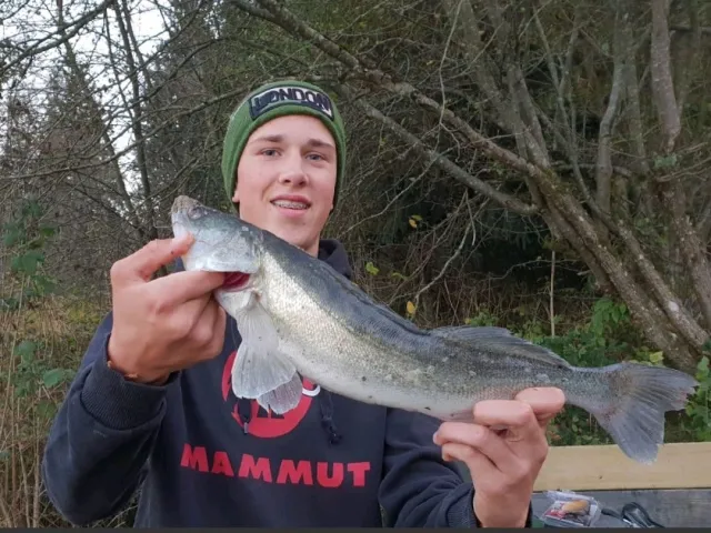 Zander