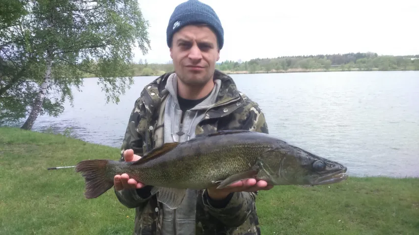Zander