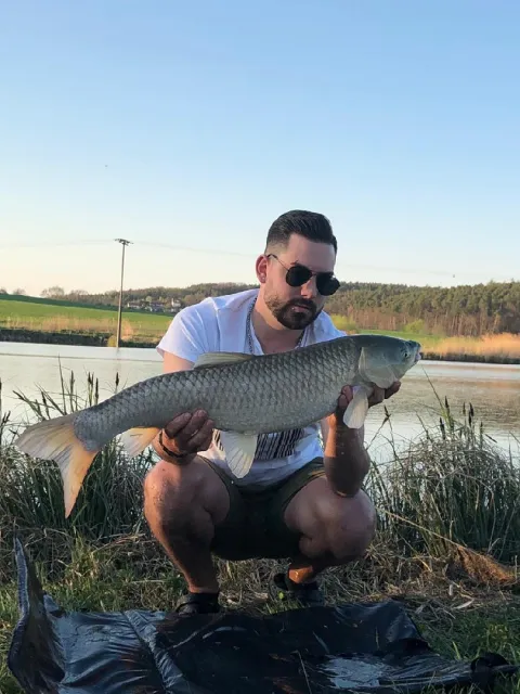 Graskarpfen