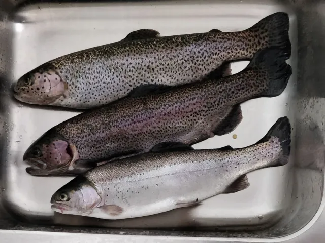 Regenbogenforelle