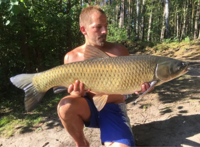 Graskarpfen