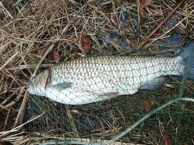 Döbel
