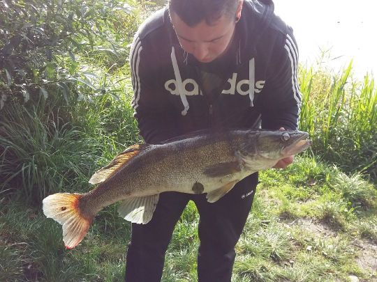 Zander