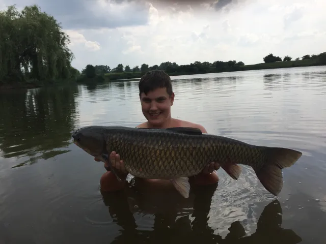 Graskarpfen