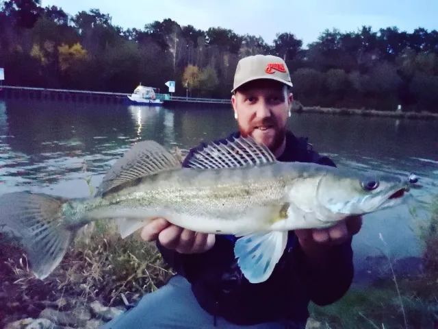 Zander