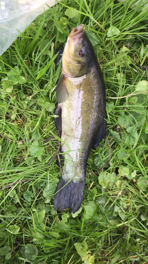 Schleie