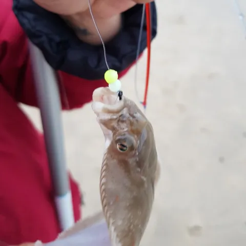 Flunder