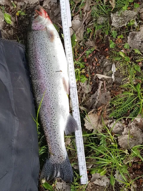 Regenbogenforelle