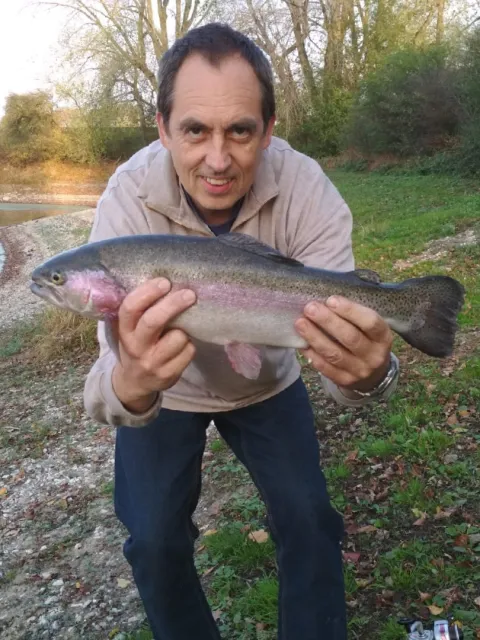 Regenbogenforelle