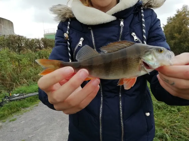 Flussbarsch