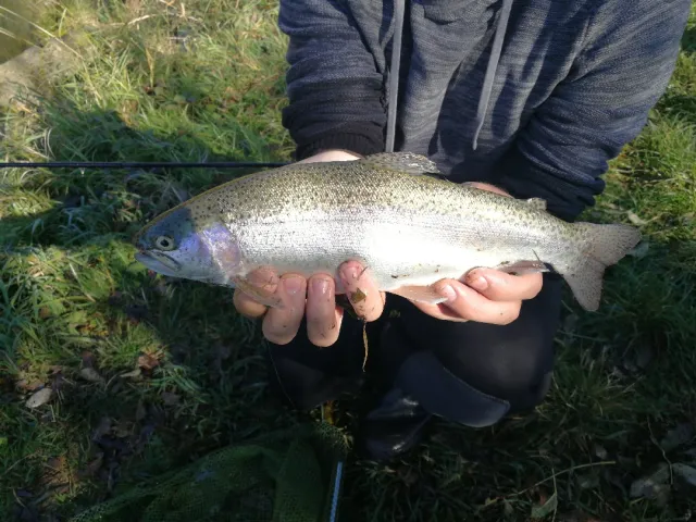 Regenbogenforelle