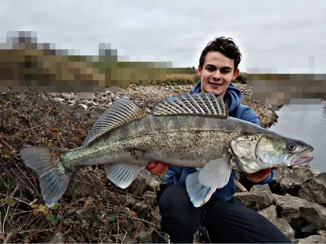 Zander