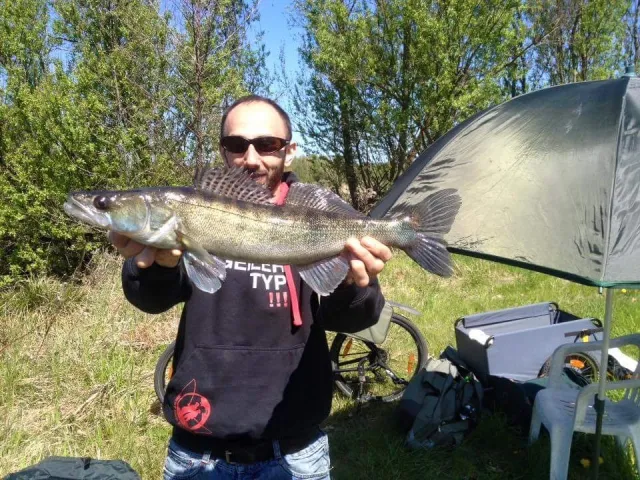 Zander