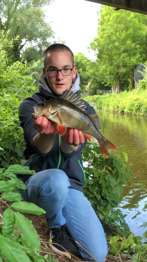 Flussbarsch
