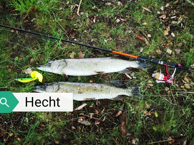 Hecht
