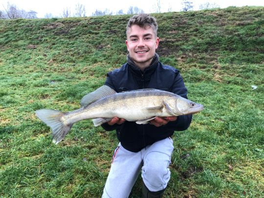 Zander