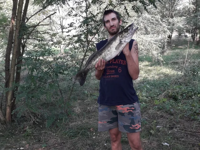 Zander