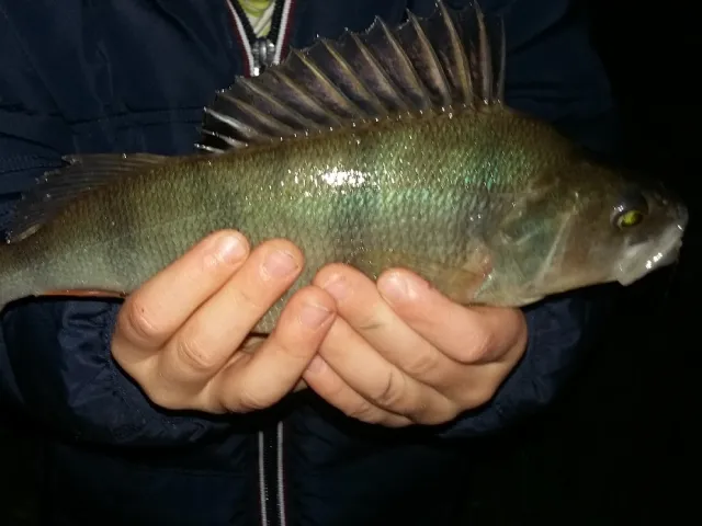 Flussbarsch