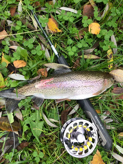 Regenbogenforelle