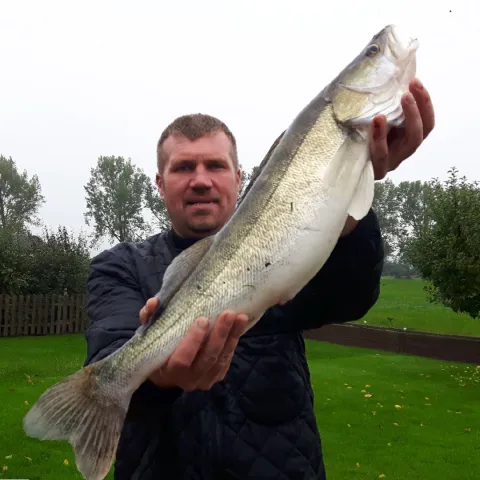 Zander