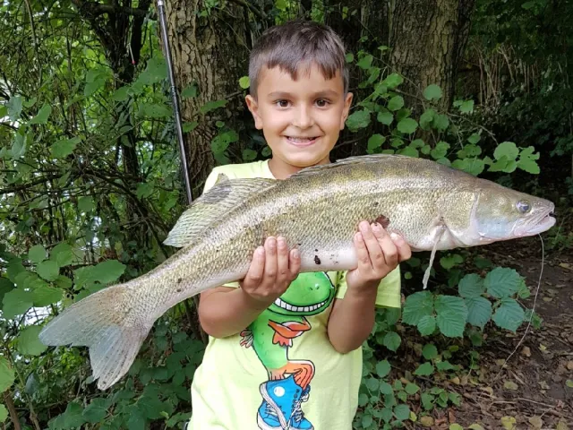Zander