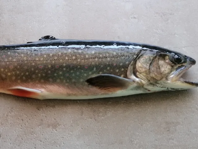 Bachsaibling