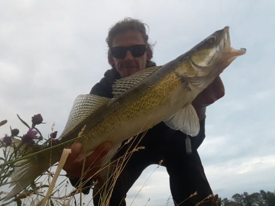 Zander