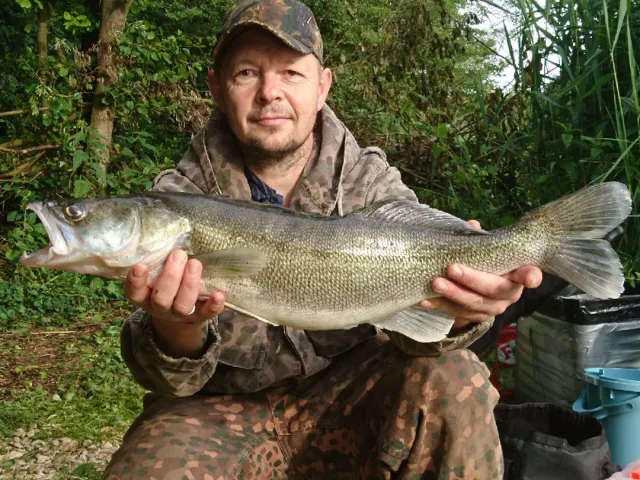 Zander