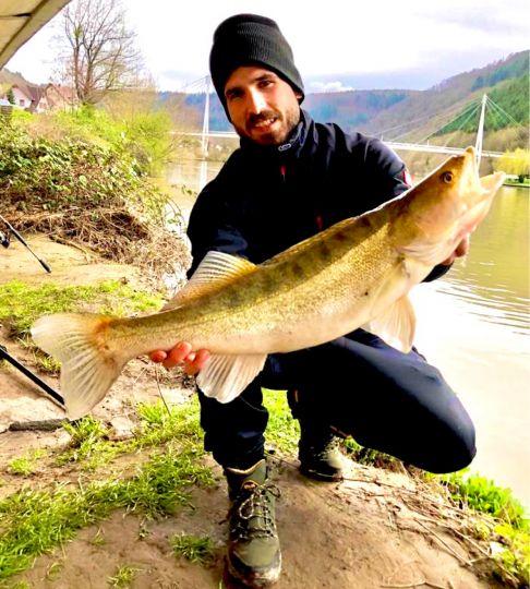 Zander