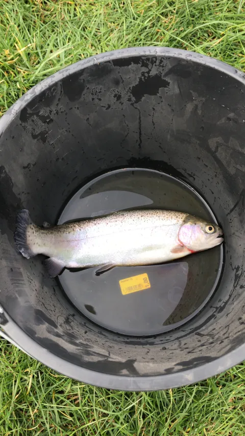 Regenbogenforelle
