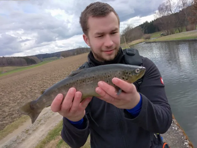 Bachforelle