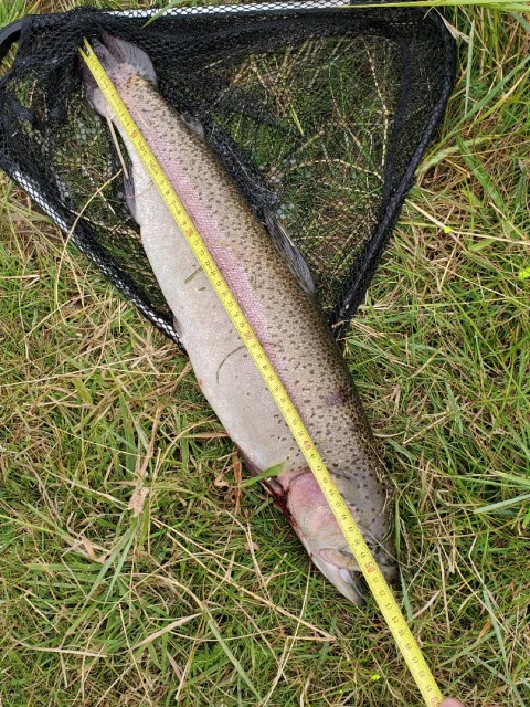 Regenbogenforelle