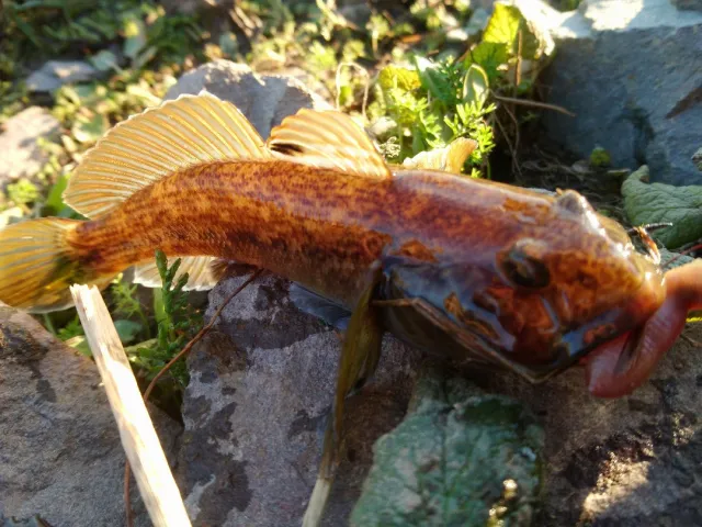 Flussgrundel