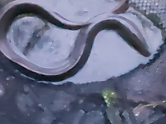 Aal