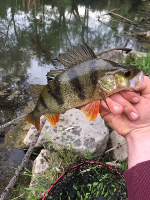 Flussbarsch
