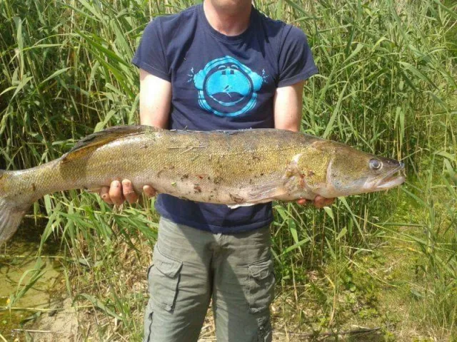 Zander