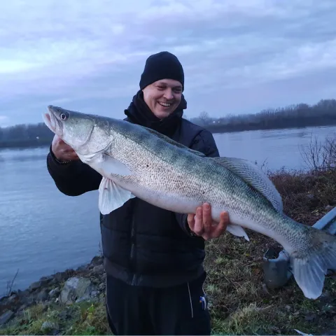 Zander