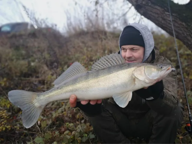 Zander
