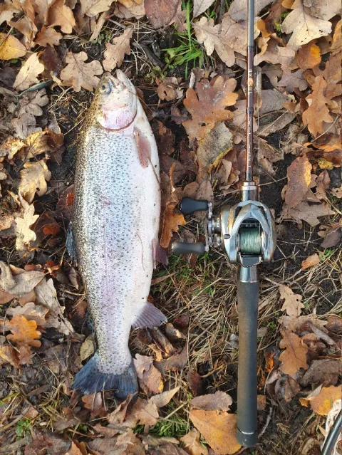Regenbogenforelle