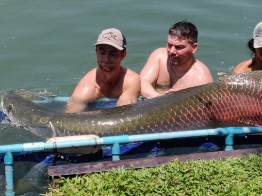 Arapaima