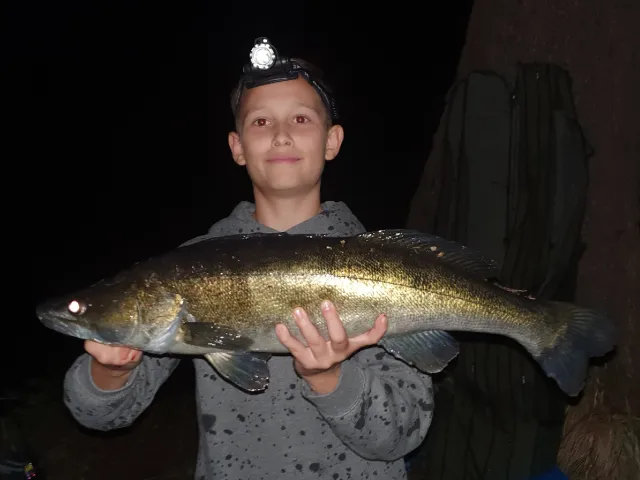 Zander