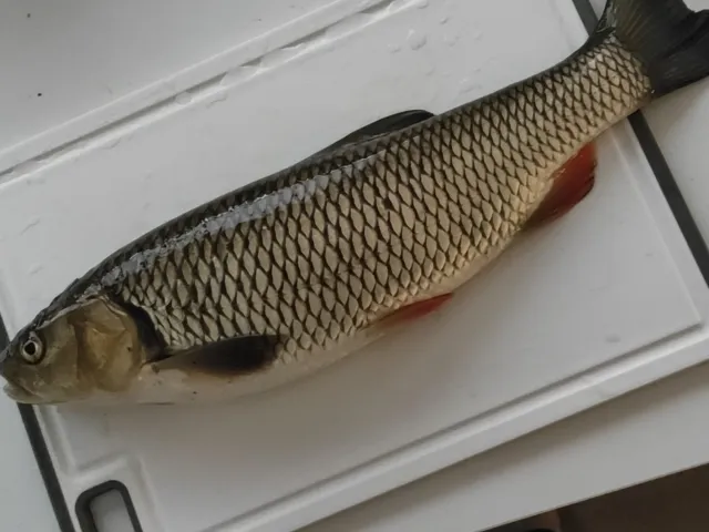 Döbel