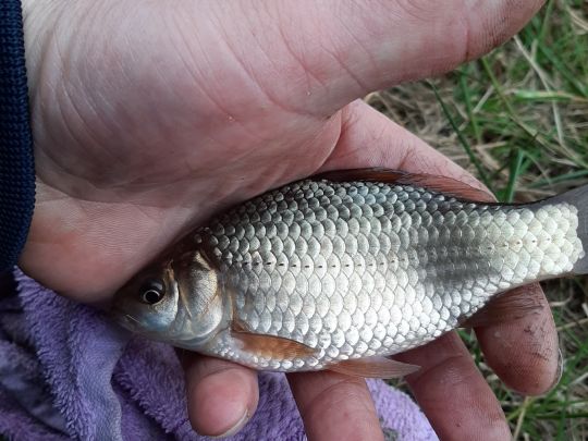 Karausche