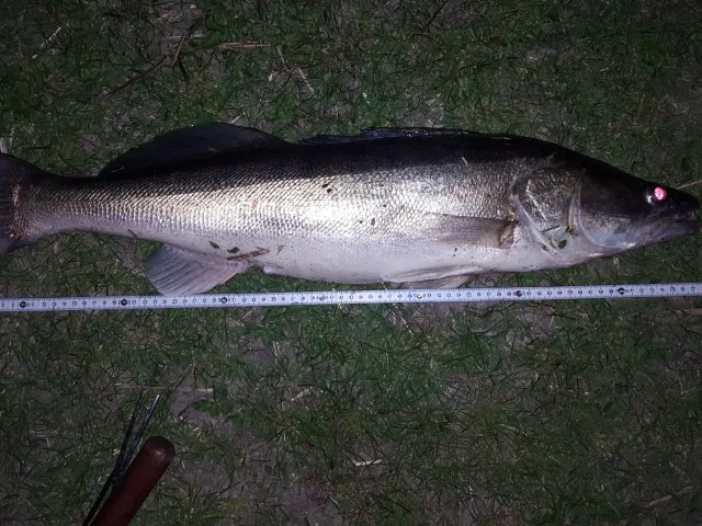 Zander