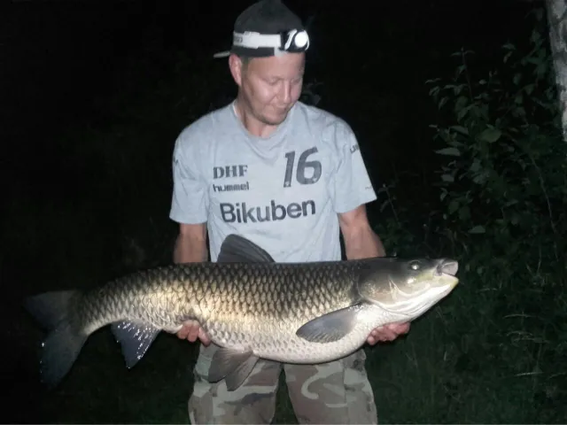 Graskarpfen